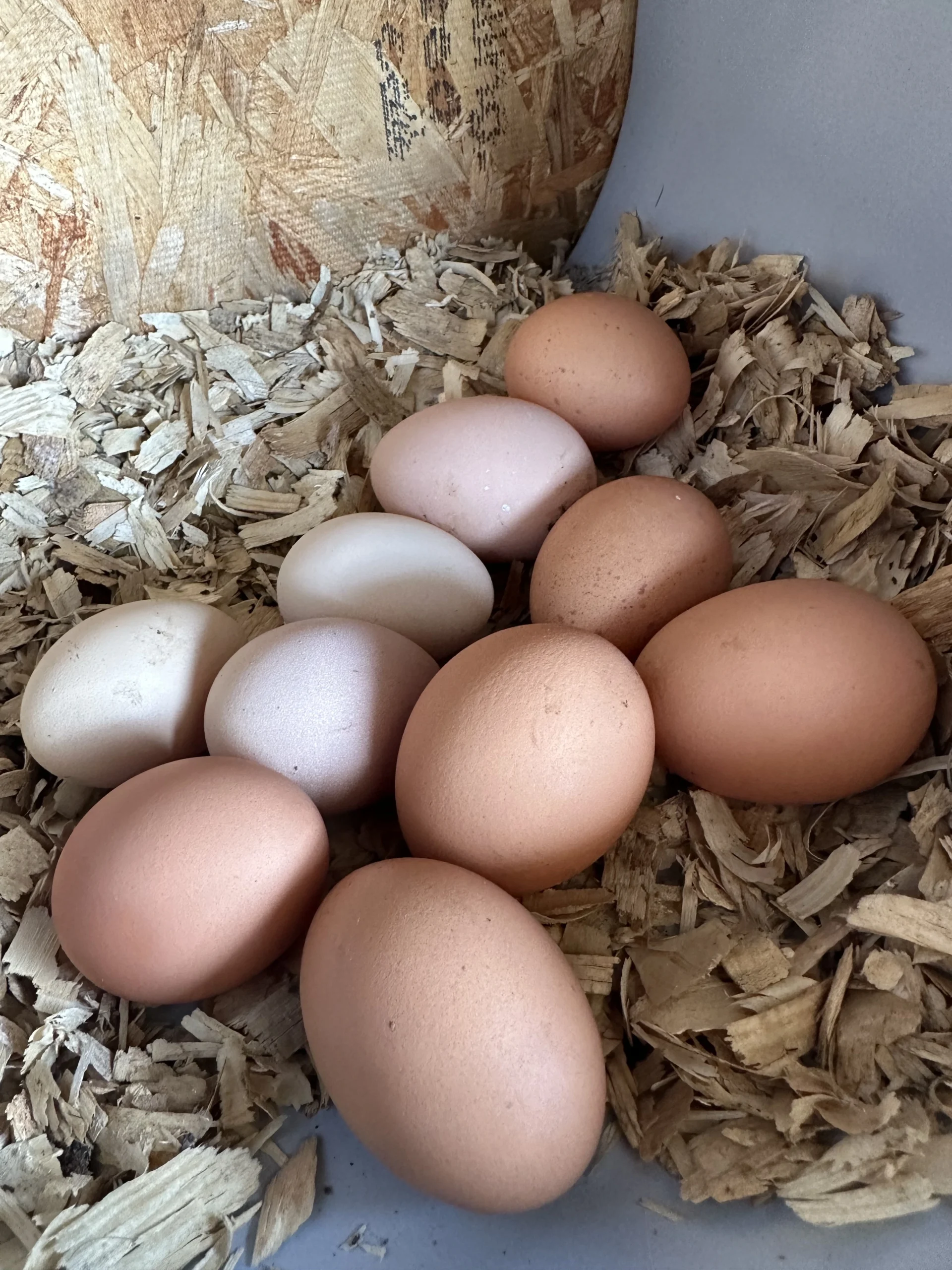 Farm Fresh Eggs